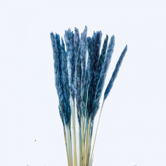 Cortaderia dyed