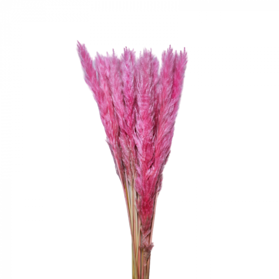 Cortaderia dyed